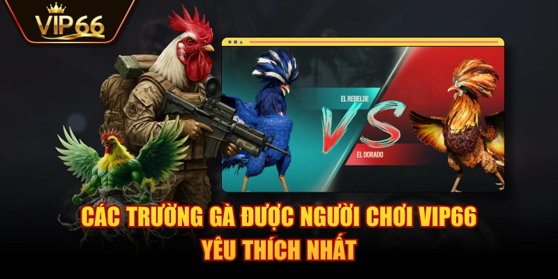 Các trường gà được người chơi VIP66 yêu thích nhất
