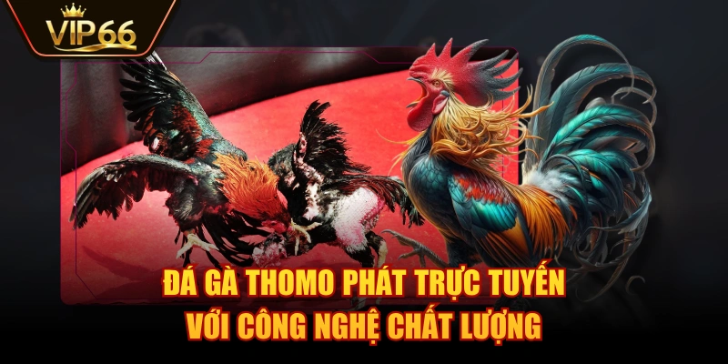 Đá gà Thomo phát trực tuyến với công nghệ chất lượng