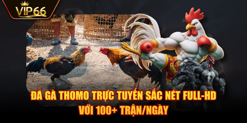 Đá Gà Thomo Trực Tuyến Sắc Nét Full-HD Với 100+ Trận/Ngày