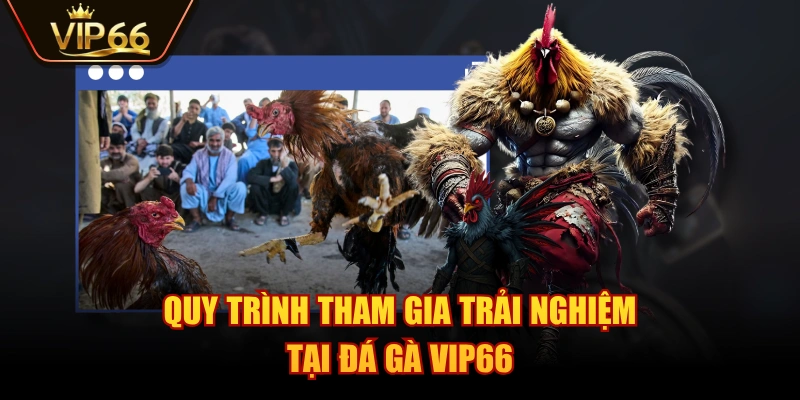 Quy trình tham gia trải nghiệm tại Đá Gà VIP66