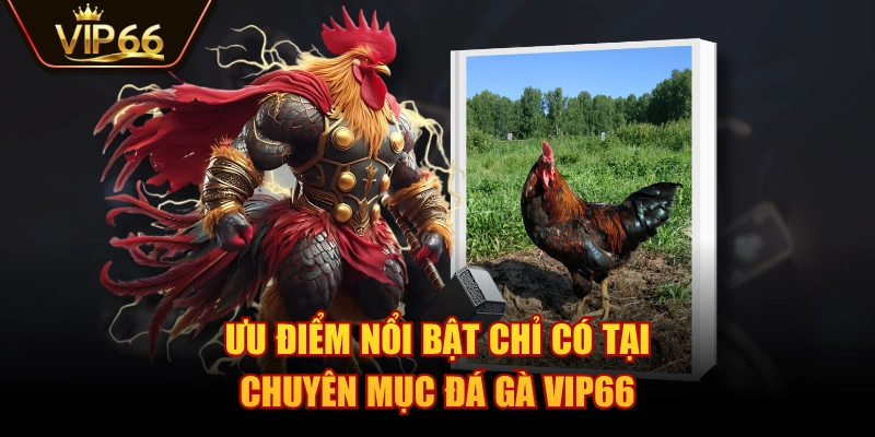 Ưu điểm nổi bật chỉ có tại chuyên mục Đá Gà VIP66